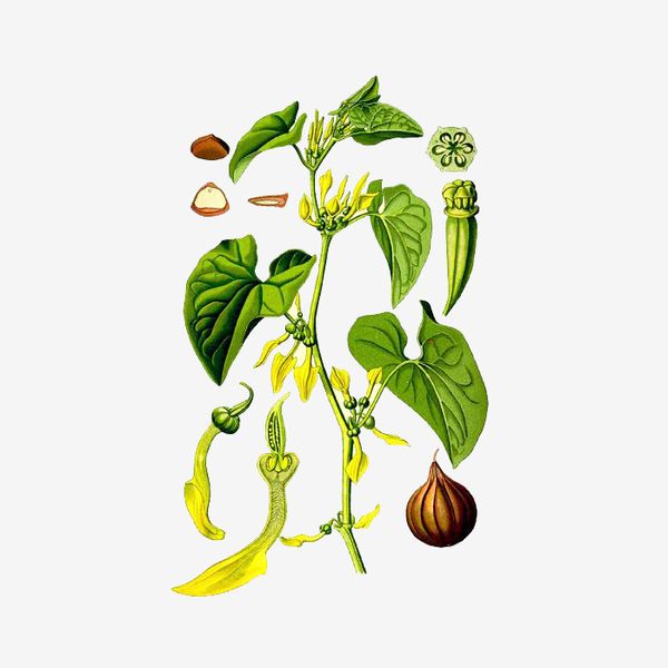 Кирказон обыкновенный растение